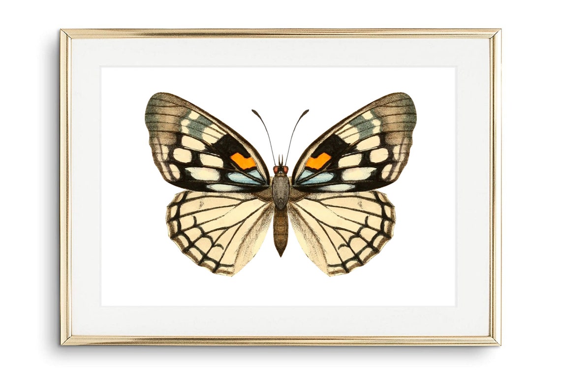Din A4 Art Print Without Frame Large Butterfly Yellow Black Butterfly Nature Retro Vintage Print Poster Image