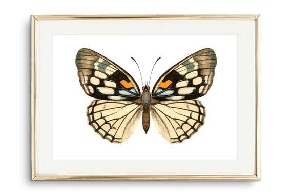 Din A4 Art Print Without Frame Large Butterfly Yellow Black Butterfly Nature Retro Vintage Print Poster Image