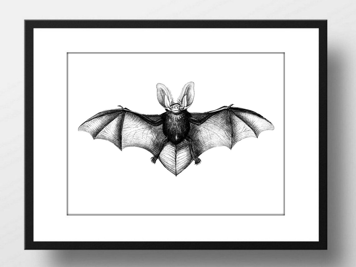 Long Eared Bat Vintage Natural History Scientific Engraving Art Poster