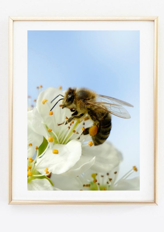 Din A4 Art Print Without Frame Bee On Flower Bees Insect Flower Photo Art Nature Print Poster Image