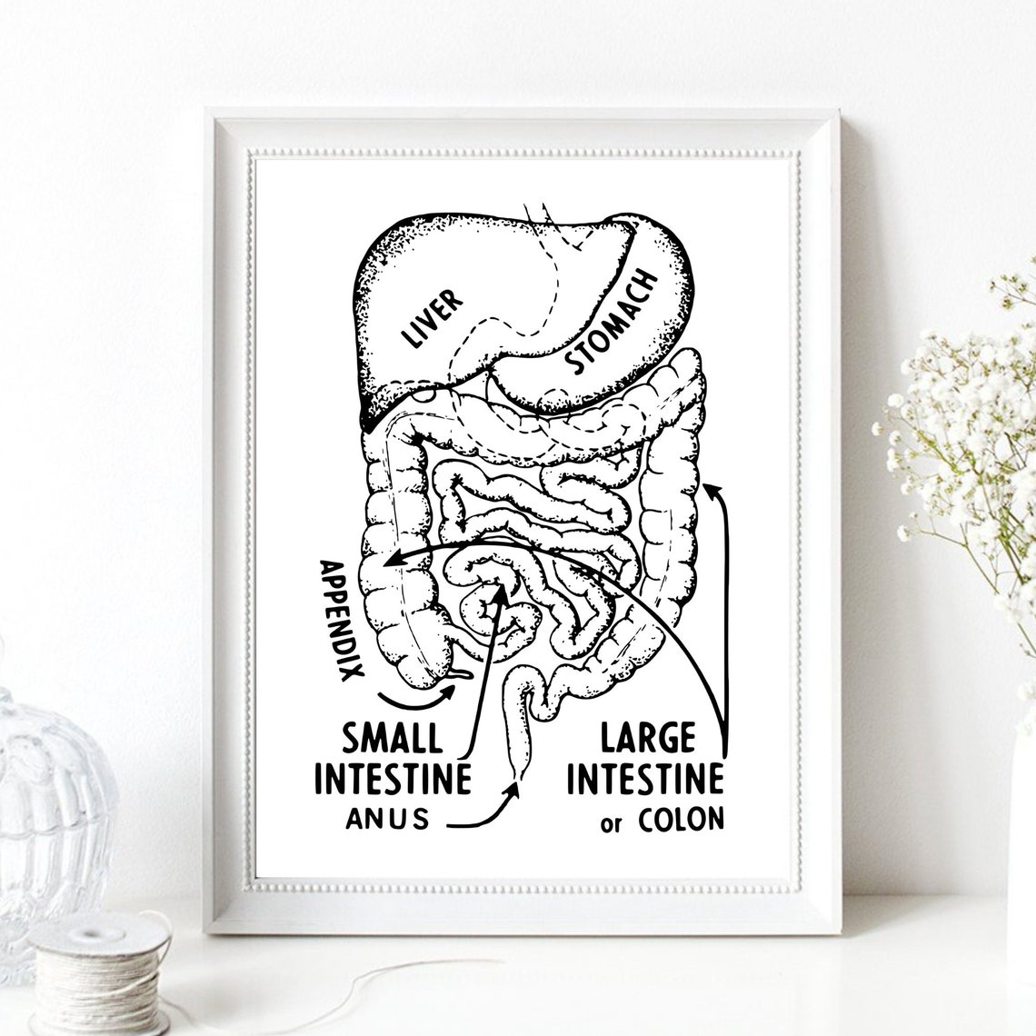 Vintage Digestive System Anatomy Chart Medical Education Poster - Image 3