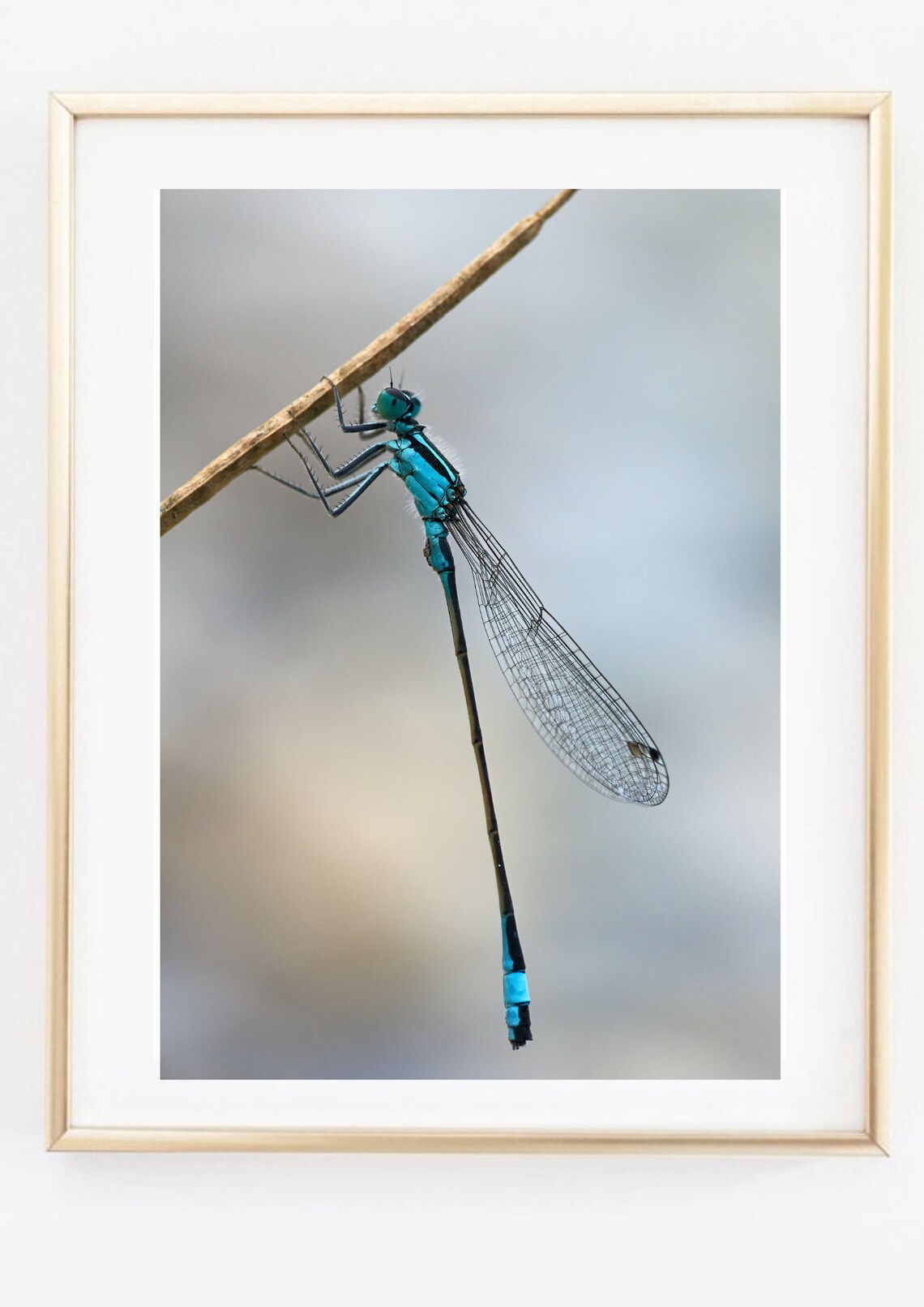 Din A4 Art Print Without Frame Blue Dragonfly Dragonfly Photo Art Nature Print Poster Image - Image 3