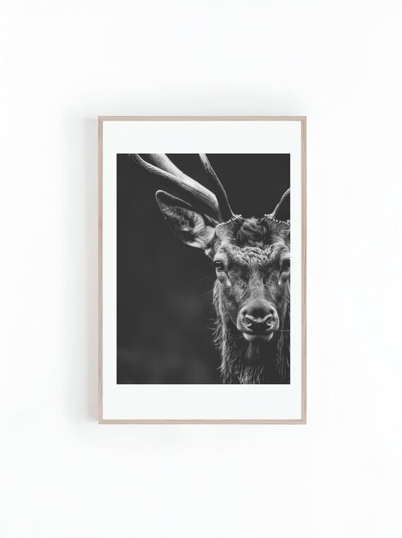Red Stag With Large Antlers Dark Moody Portrait Photo Poster