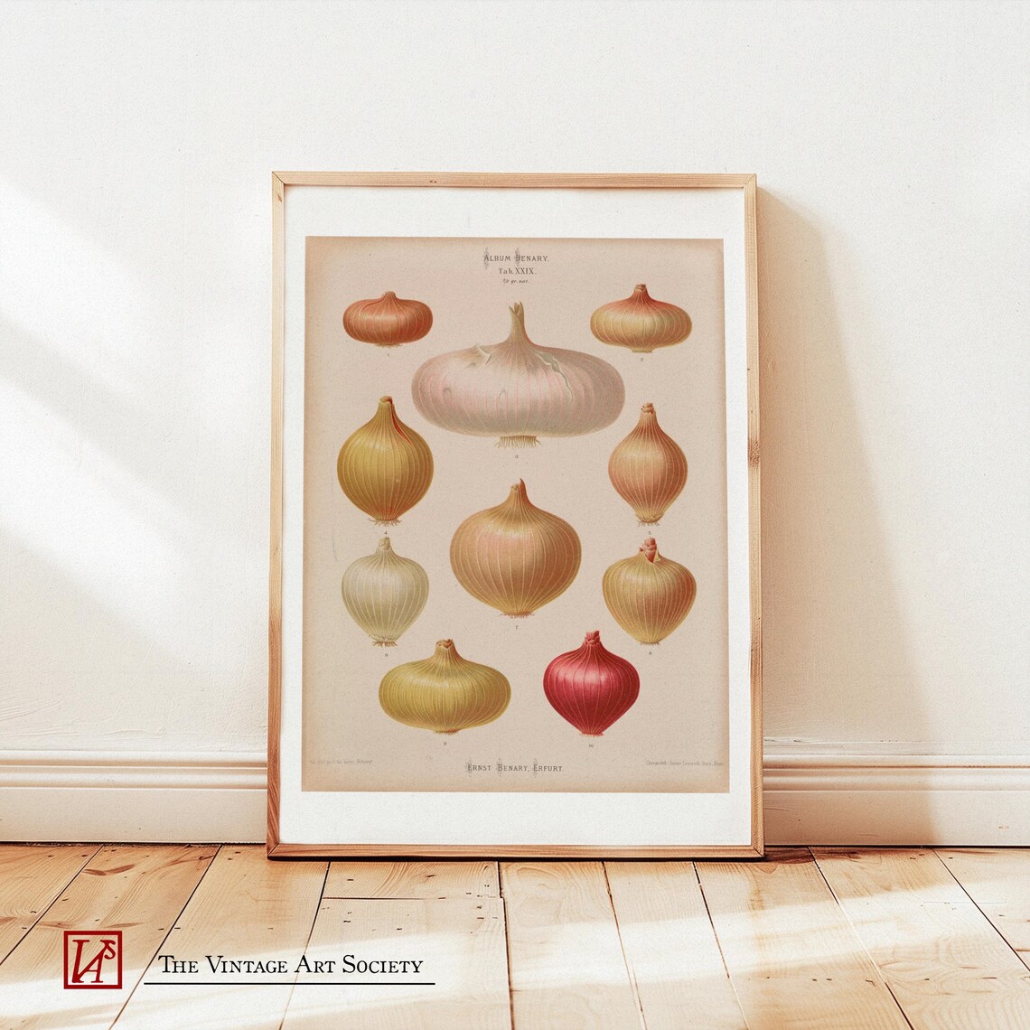 Vintage Retro Onion Illustration, Nostalgic Poster