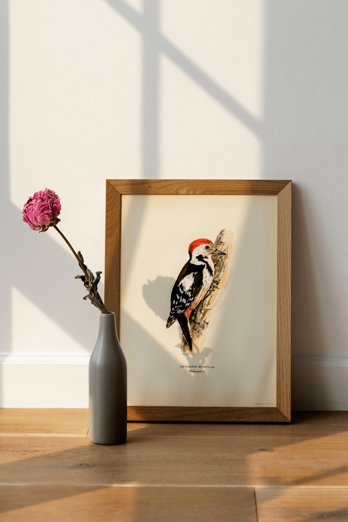 Middle Spotted Woodpecker Vintage Naturalist Bird Illustration Poster - Image 3
