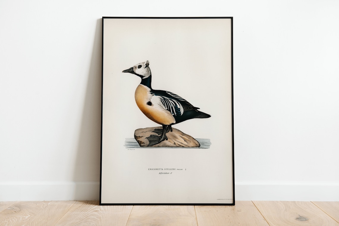 Stellers Eider Male Duck Vintage Nature Art Print