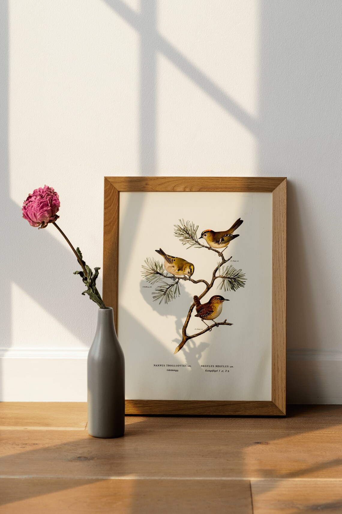 Goldcrest Wren Vintage Nature Art Print Poster - Image 4