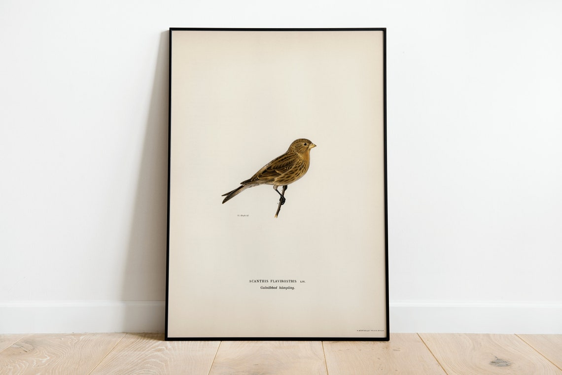 Twite Songbird Vintage Ornithology Illustration Archival Print