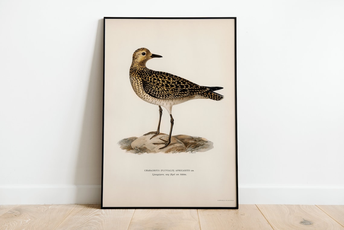 Golden Plover Shorebird Vintage Bird Illustration Archival Poster