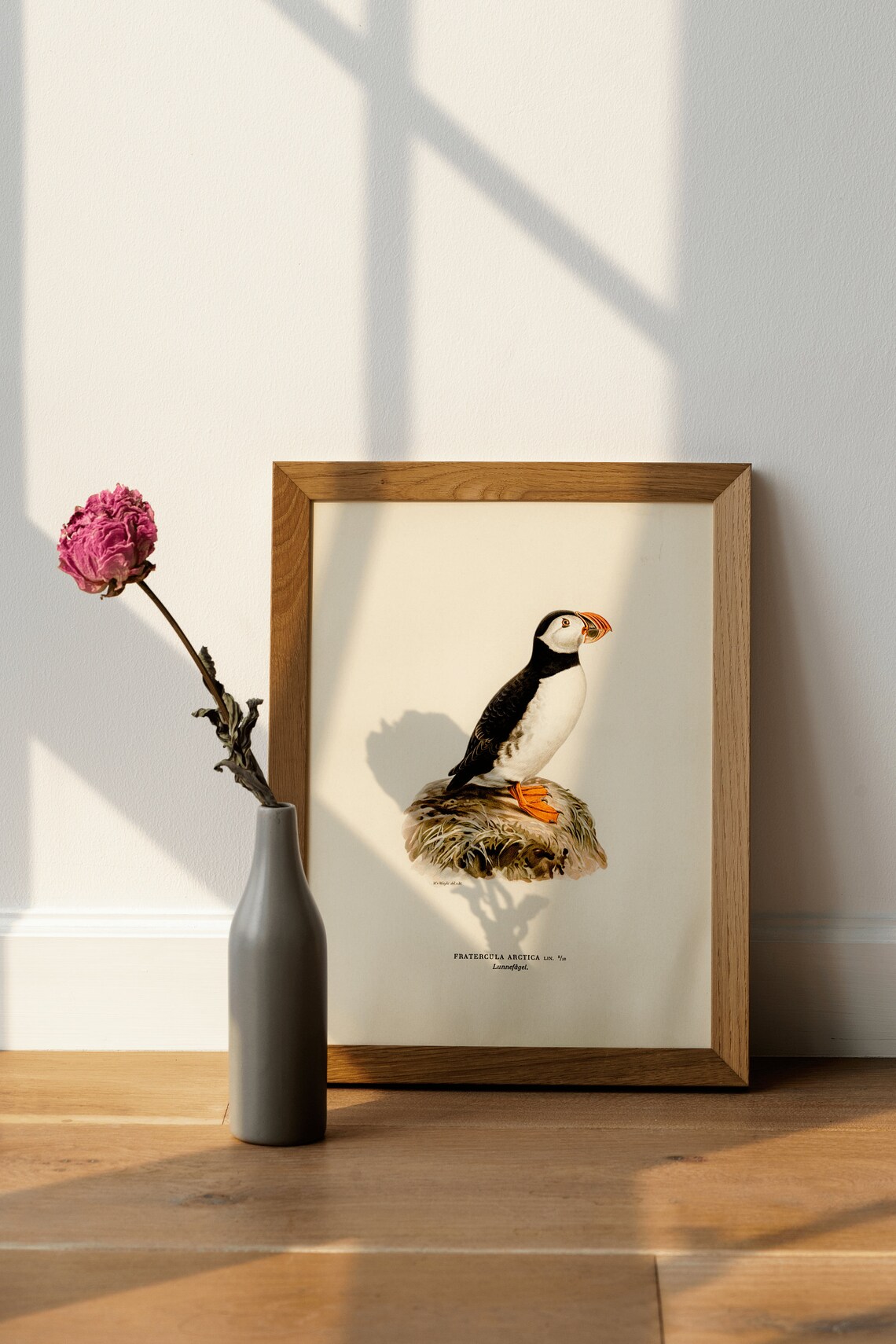 Atlantic Puffin Bird Art Print, Vintage Nature Decor - Image 4