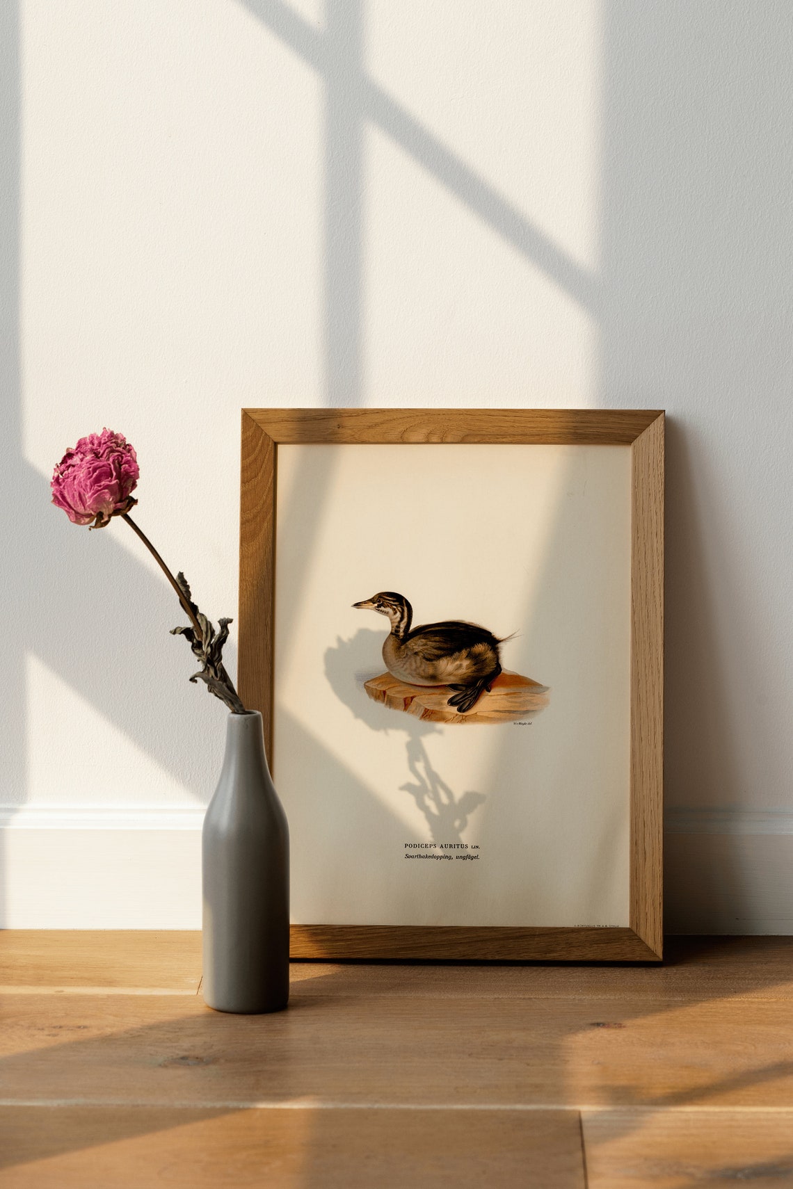 Horned Grebe Juvenile Antique Vintage Naturalist Waterbird Poster - Image 4