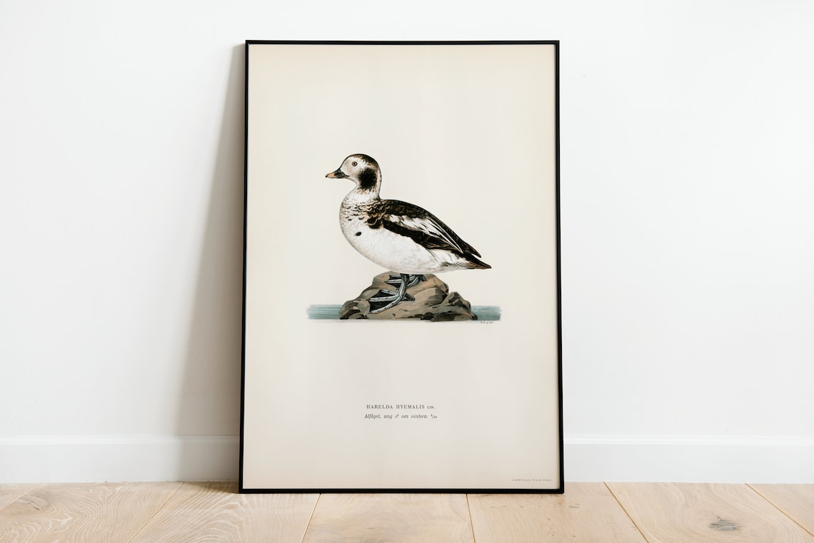 Long-Tailed Duck Harelda Hyemalis Vintage Illustration Poster