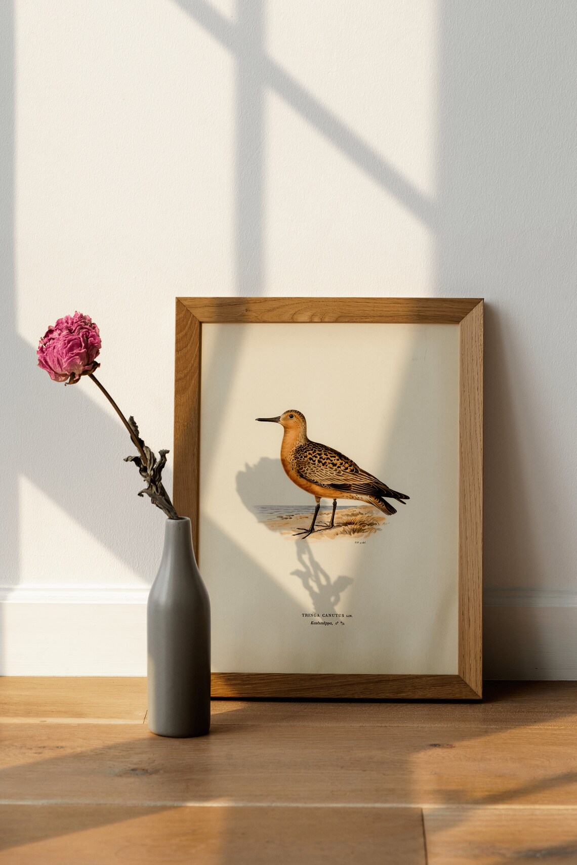 Red Knot Male Shorebird Vintage Natural History Print Bird Study Art - Image 4