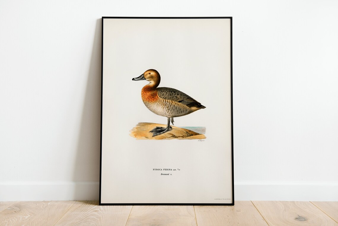 Pochard Female Duck Nyroca Ferina Vintage Illustration Art Print