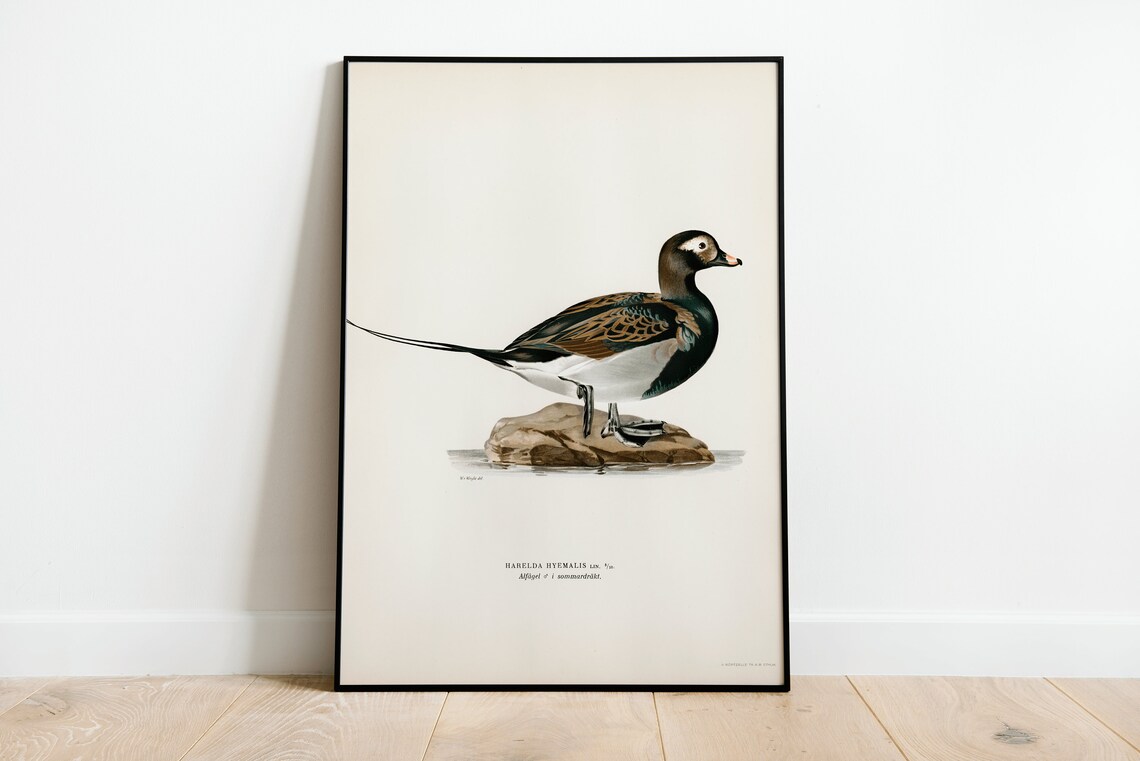 Long Tailed Duck Male Vintage Bird Illustration Archival Poster