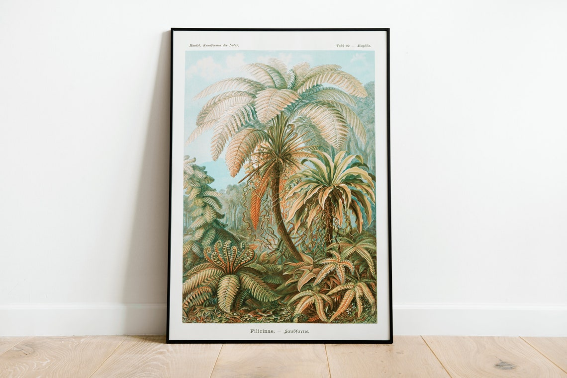 Ernst Haeckel Tree Fern Kunstformen Der Natur Botanical Art Print