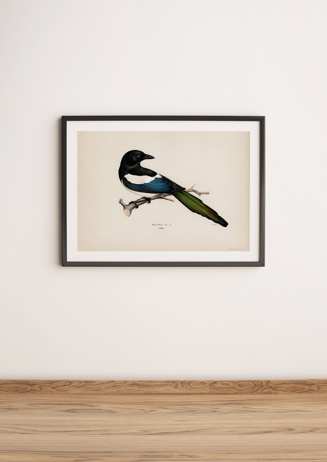 Magpie Bird Vintage Nature Art Print Poster - Image 3