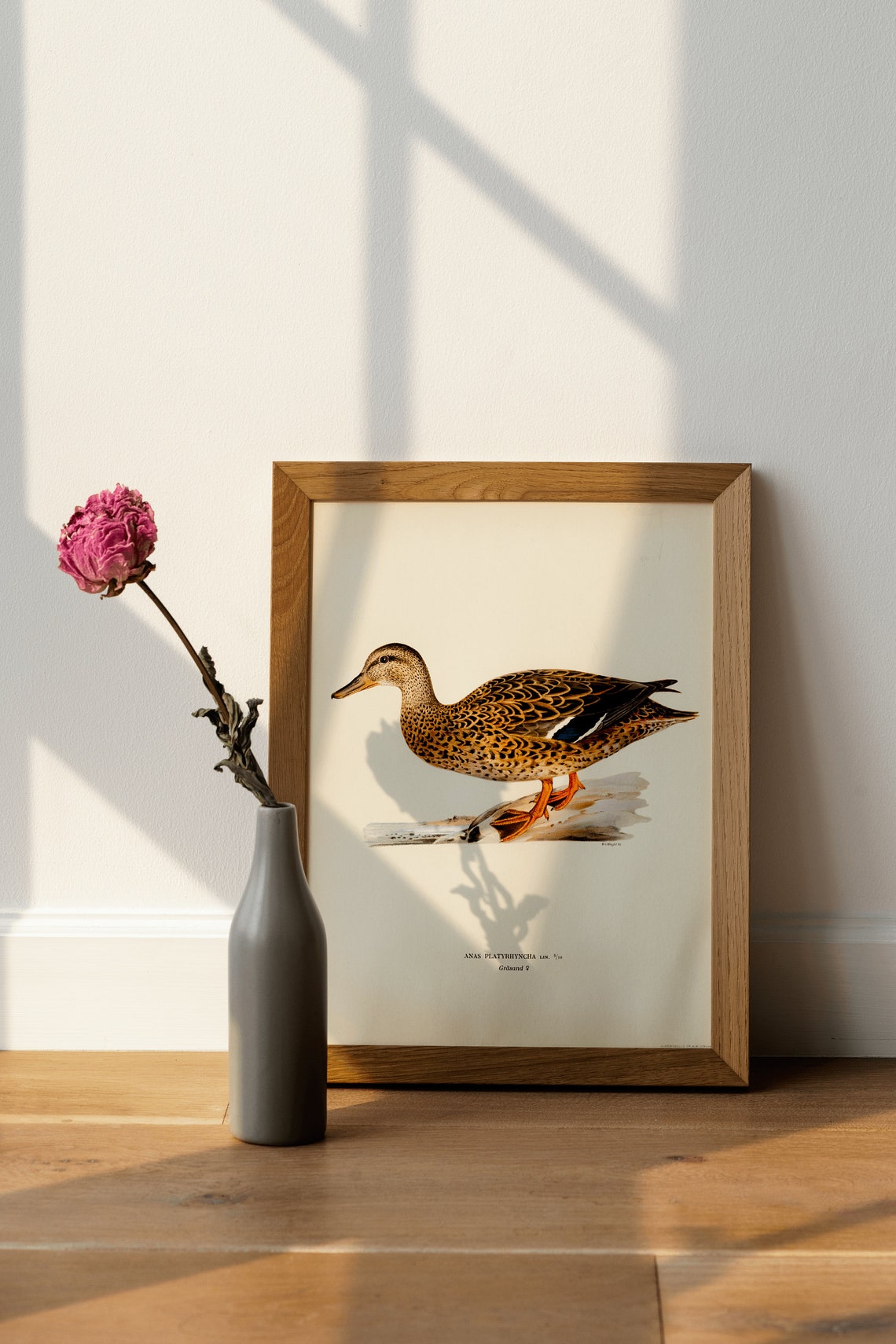 Female Mallard Duck Vintage Ornithology Bird Illustration Print - Image 4