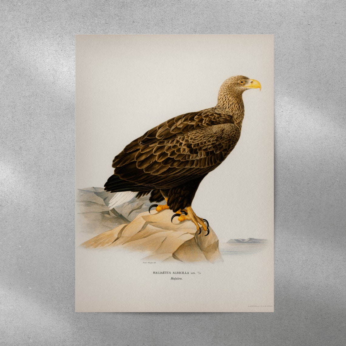 White Tailed Eagle Vintage Bird of Prey Natural History Poster - Image 3
