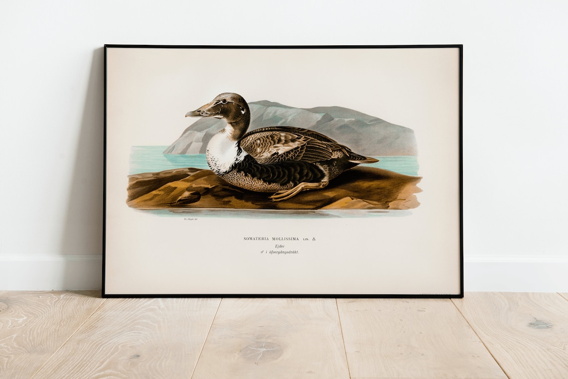 Eider Duck Vintage Bird Art Print, Nature Study