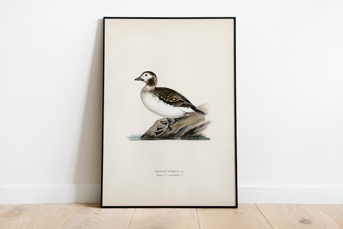 Long Tailed Duck Female Bird Art Print, Vintage Nature