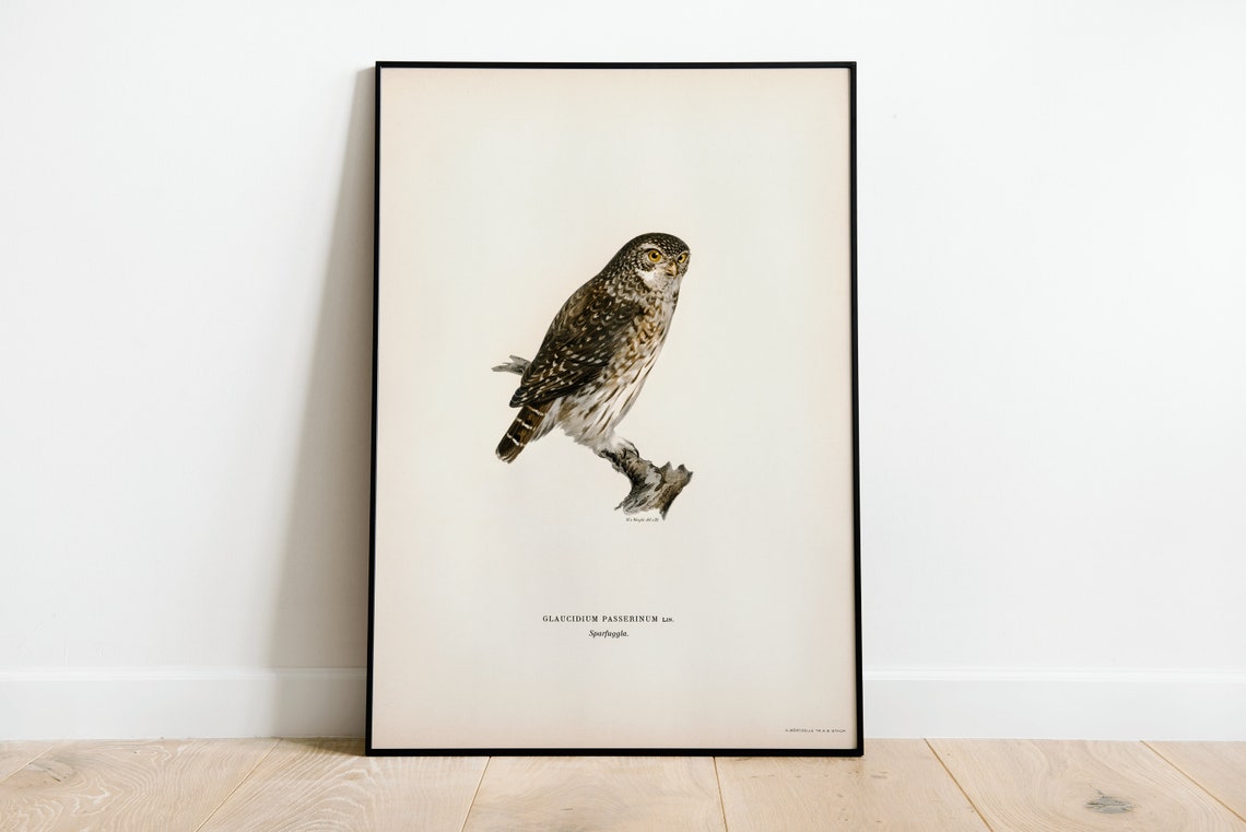 Eurasian Pygmy Owl Vintage Ornithological Illustration Poster