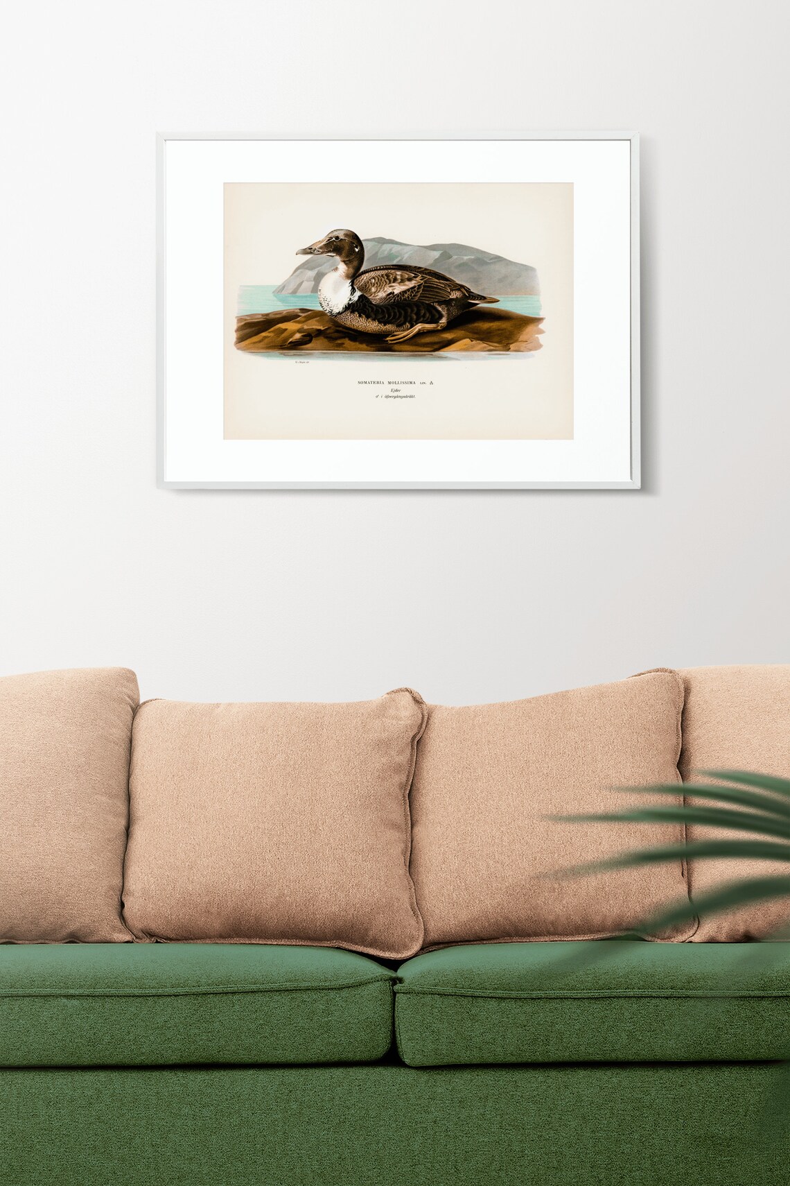 Eider Duck Vintage Bird Art Print, Nature Study - Image 2
