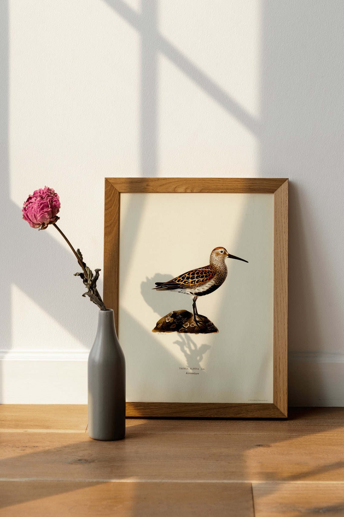 Dunlin Sea Bird Vintage Natural History Print Shorebird Illustration - Image 4