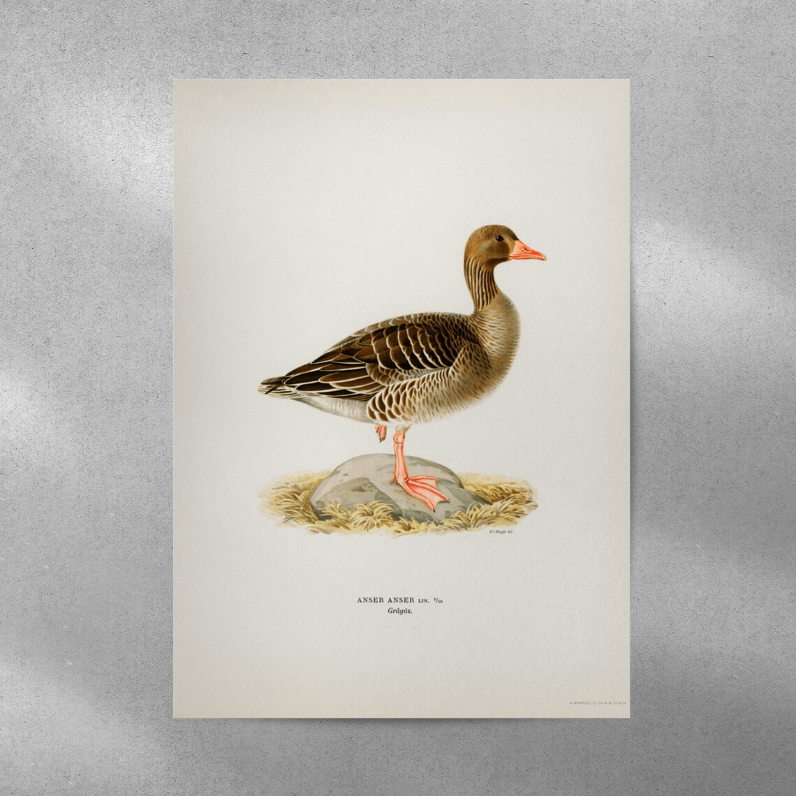 Greylag Goose Vintage Natural History Bird Illustration Art Print - Image 5