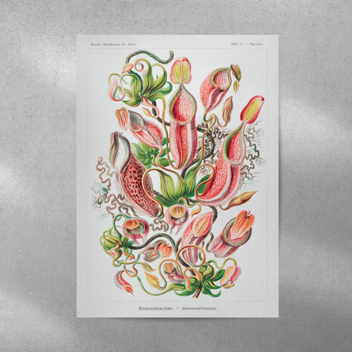Ernst Haeckel Nepenthes Pitcher Plant Art Nouveau Scientific Poster - Image 4