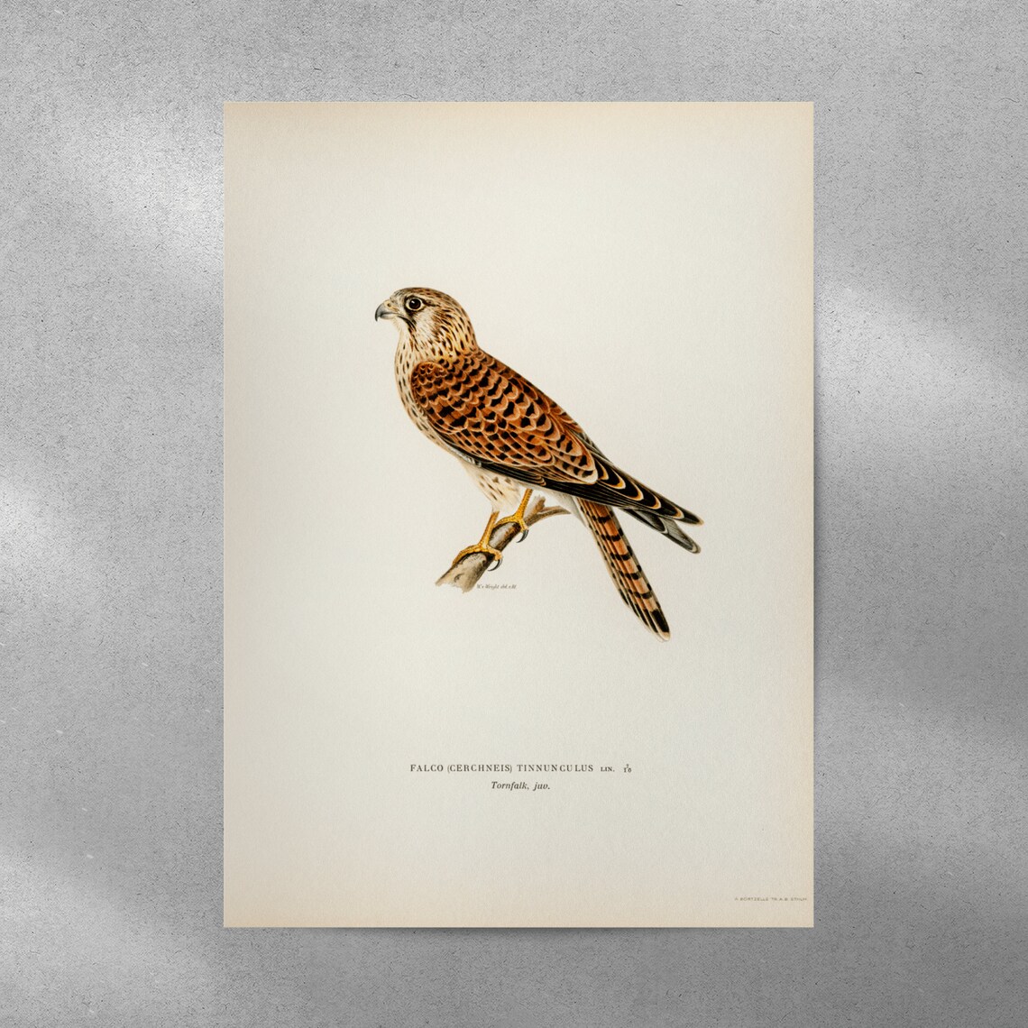 Kestrel Bird of Prey Vintage Illustration Falcon Nature Art Print - Image 4