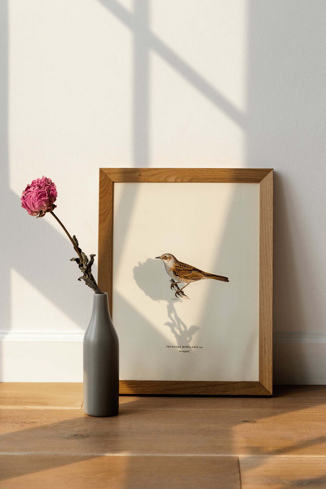 Dunnock Bird Vintage Nature Art Print Poster - Image 4