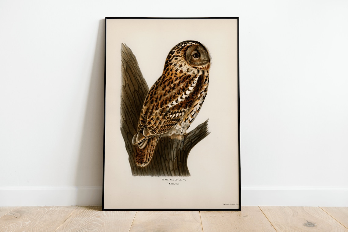 Tawny Owl Bird Of Prey Vintage Nature Art Print
