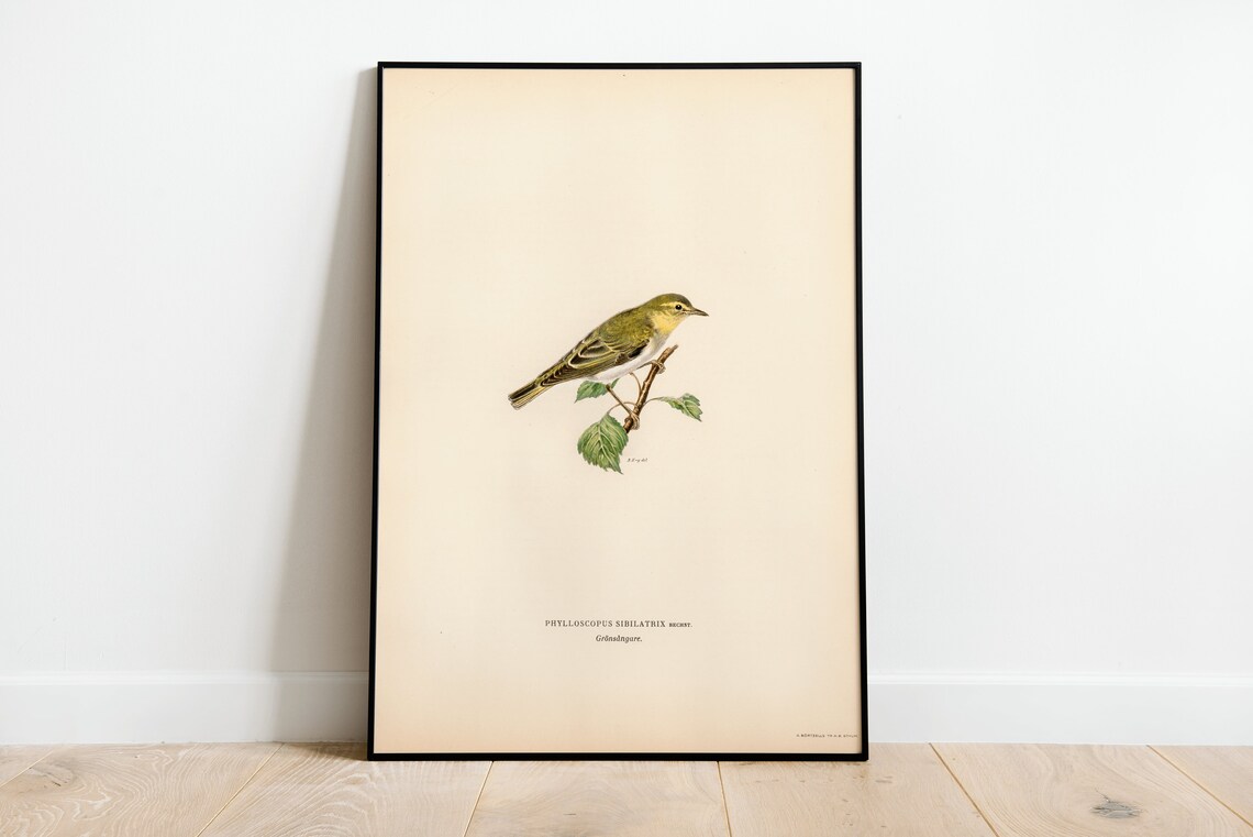 Wood Warbler Vintage Bird Illustration Naturalist Songbird Print