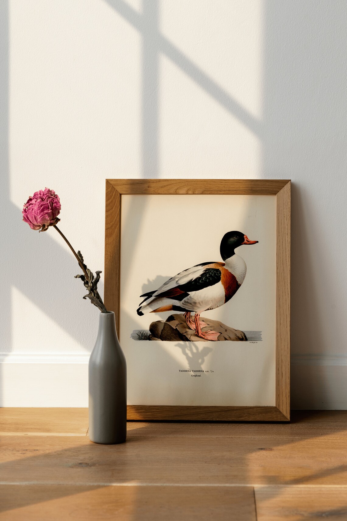 Shelduck Vintage Nature Art Print, Bird Poster - Image 3