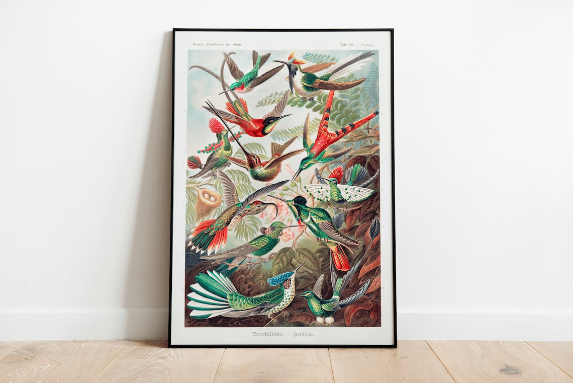 Ernst Haeckel Hummingbirds Trochilidae Vintage Scientific Art Poster
