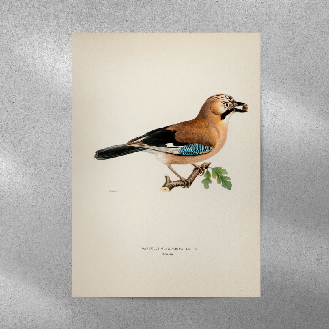 Eurasian Jay Bird Vintage Nature Art Print - Image 4