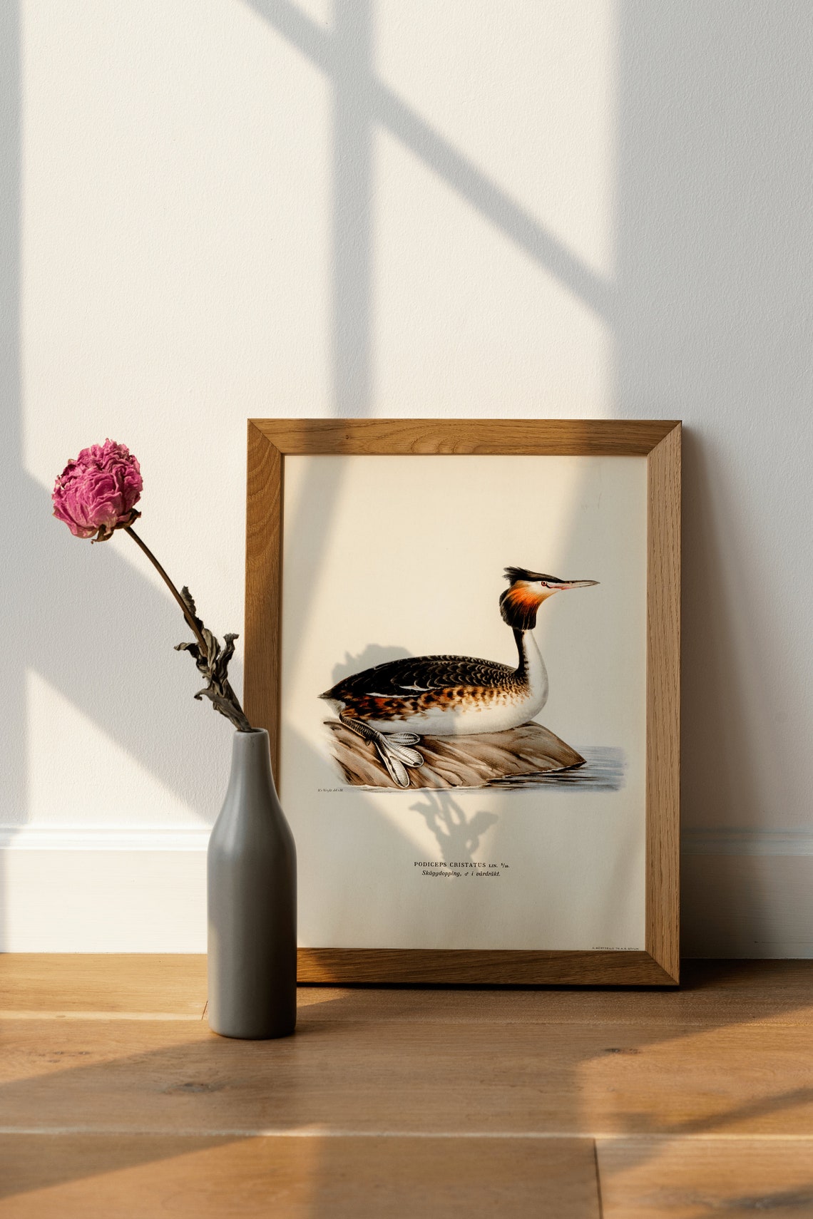 Great Crested Grebe Vintage Bird Illustration Natural History Wall Art - Image 4