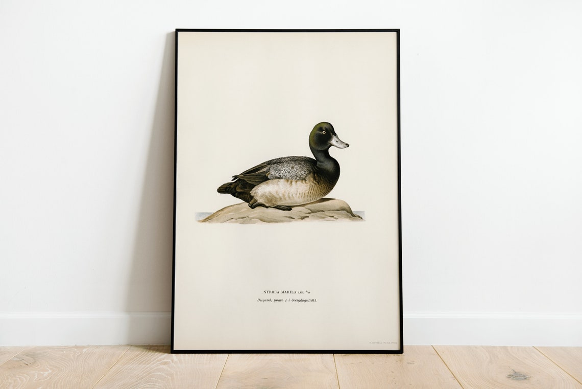 Greater Scaup Duck Vintage Ornithological Illustration Poster