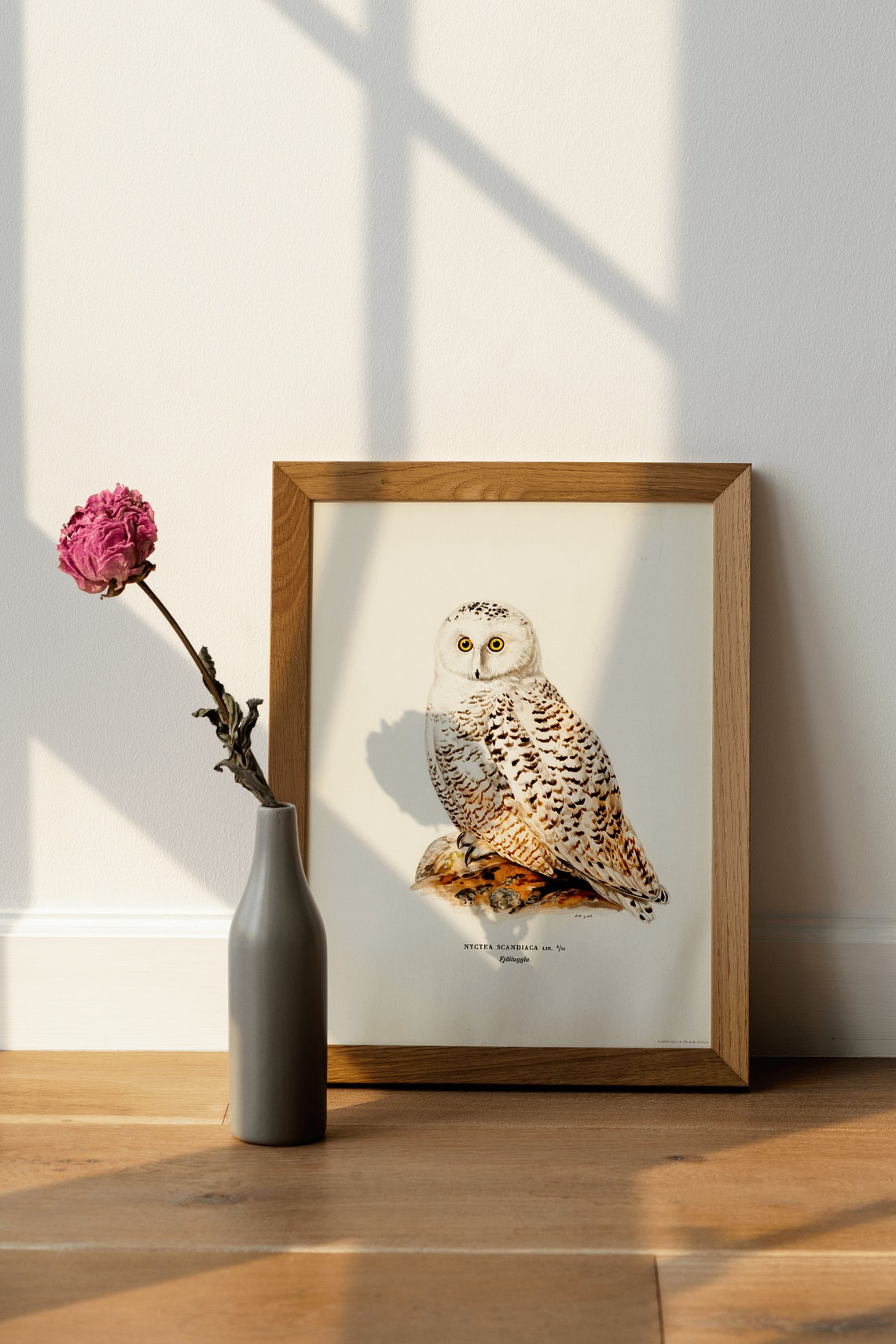 Snowy Owl Perched On Rock Vintage History Illustration Print - Image 2