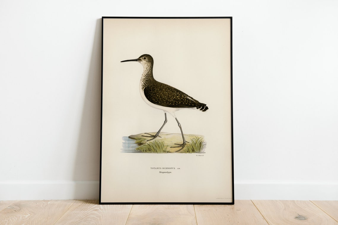 Green Sandpiper Totanus Ochropus Vintage Bird Illustration Poster