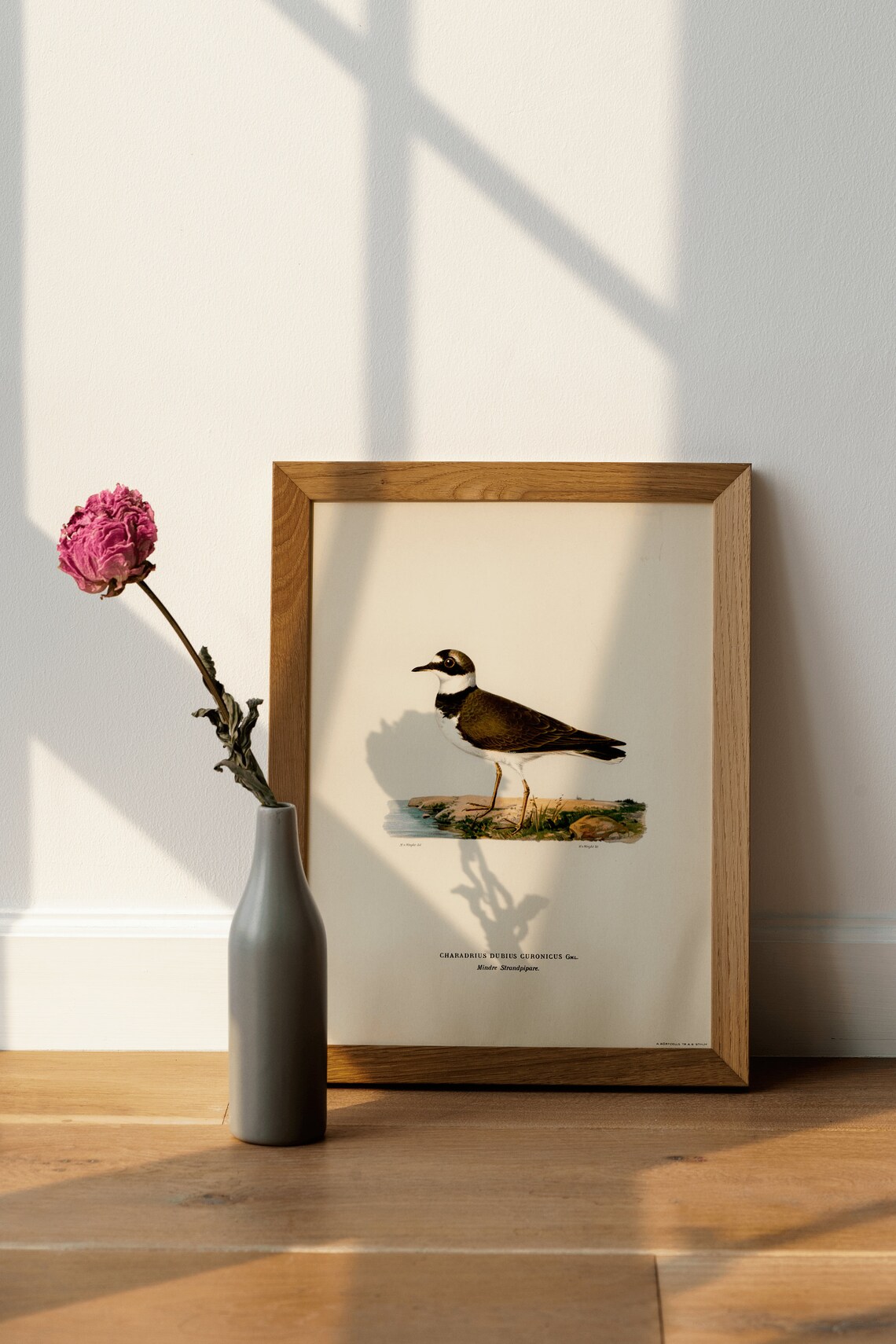 Little Ringed Plover Vintage Nature Art Print - Image 4