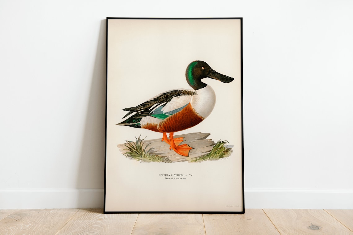 Shoveler Duck Spatula Clypeata Vintage Bird Illustration Print