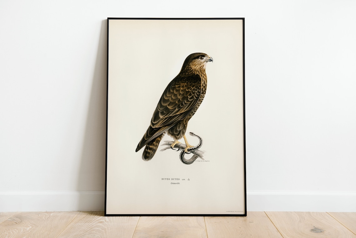 Buzzard Bird Of Prey Vintage Nature Art Print