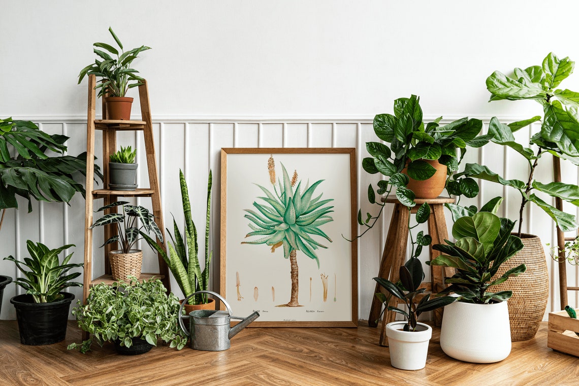 Aloe Ferox Vintage Botanical Illustration Succulent Plant Wall Poster - Image 3