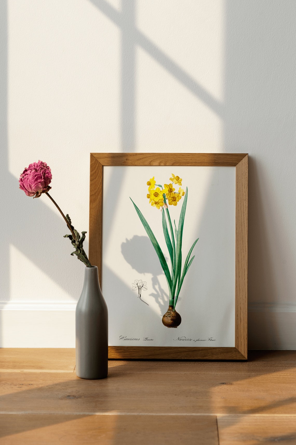 Yellow Daffodil Narcissus Vintage Botanical Illustration Poster - Image 4