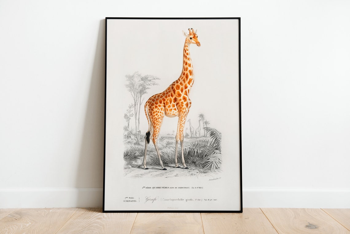 Vintage Giraffe Wall Art Print Poster A3 A4 High Quality Classic Home Decor Giclee Print
