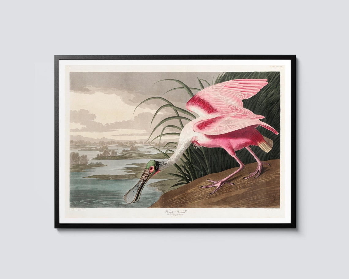 Roseate Spoonbill Vintage Natural History Pink Bird Marsh Art Poster