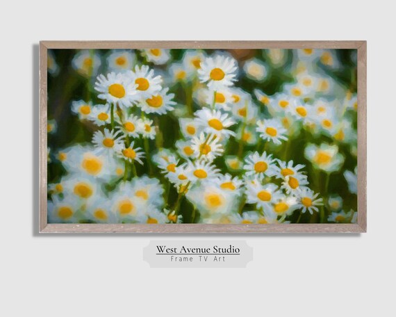 White Daisies Meadow Close Up Spring Flower Field Photography Poster