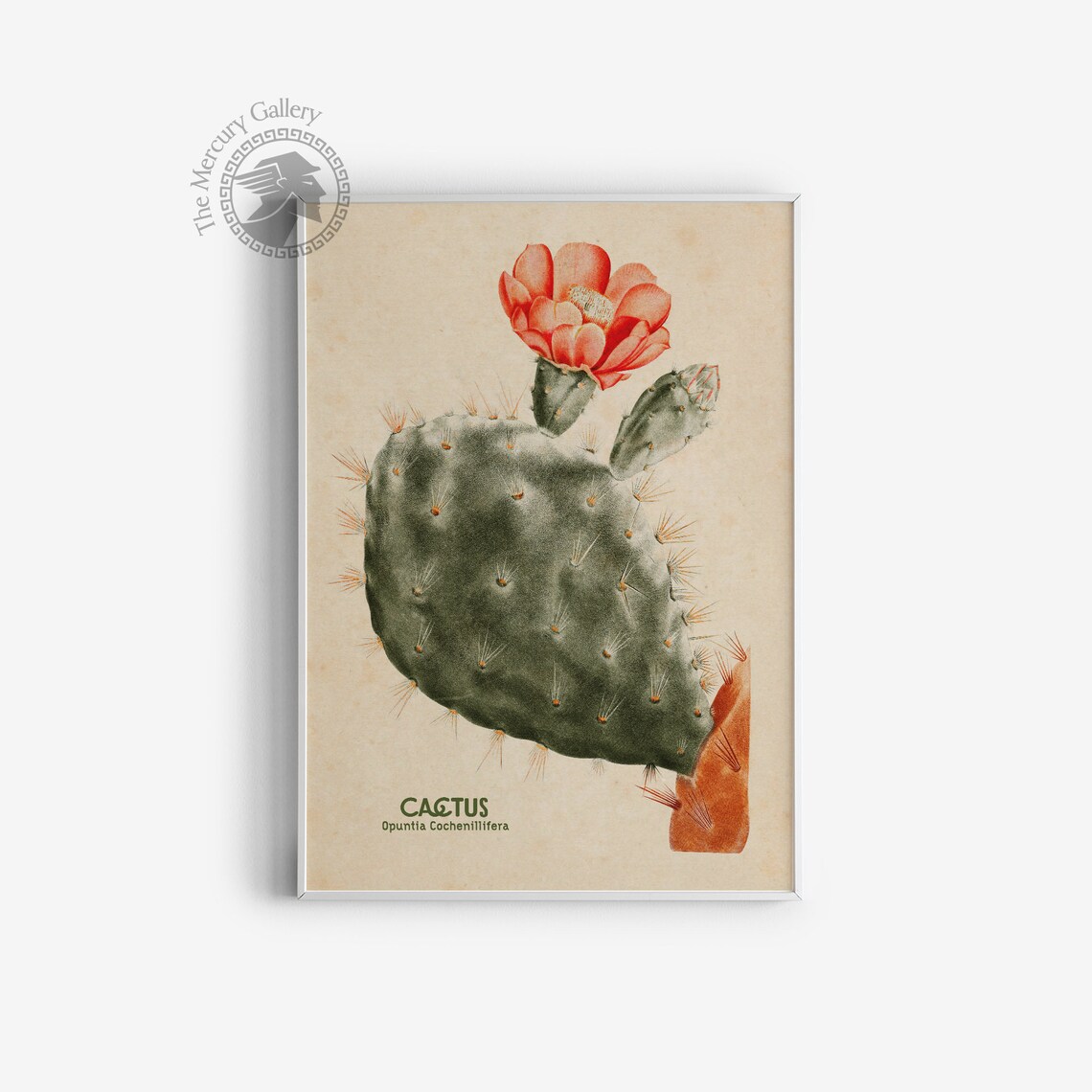 Vintage Cactus Botanical Art Print, Floral Decor - Image 3